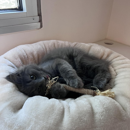 Dental Bite™ - Juguete Dental Natural para Gatos.